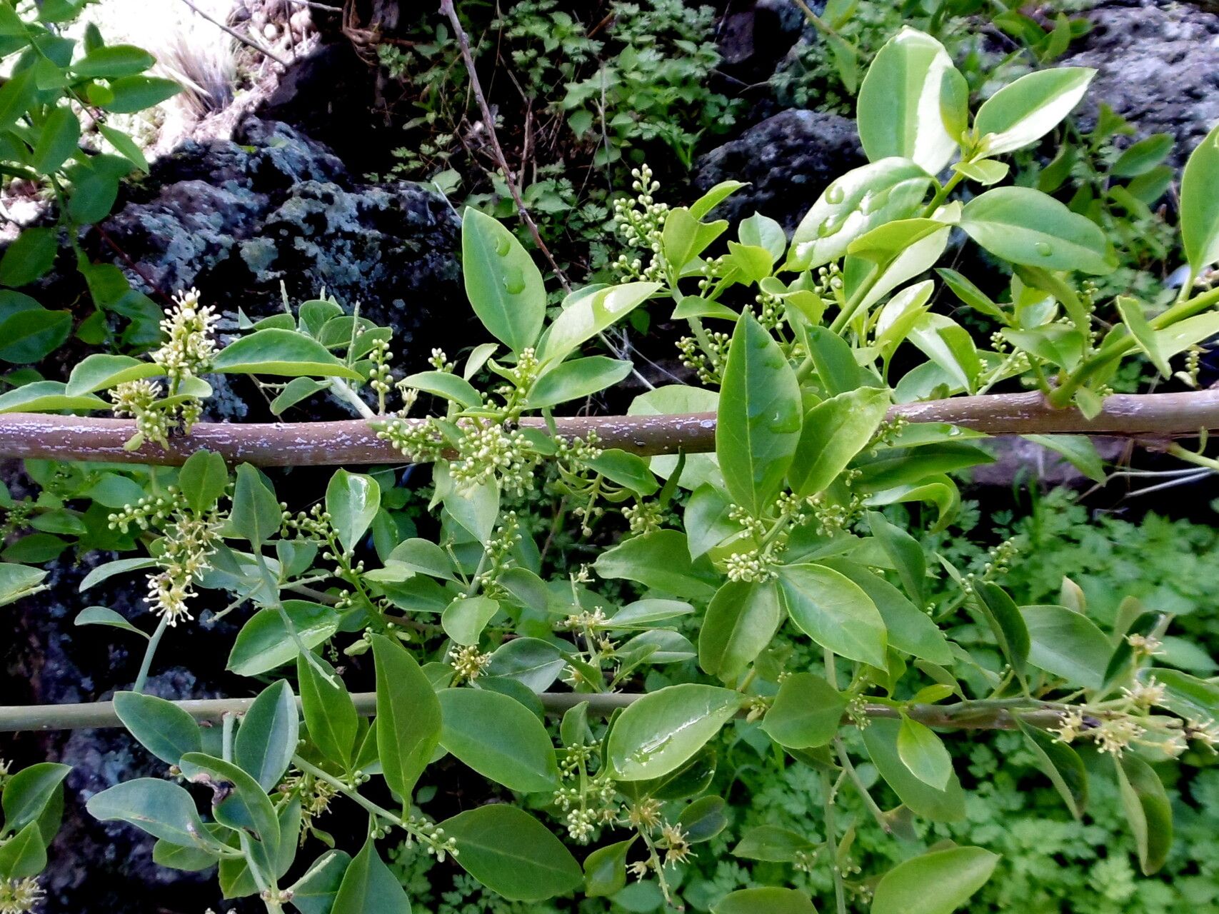 Persea barbujana leaf