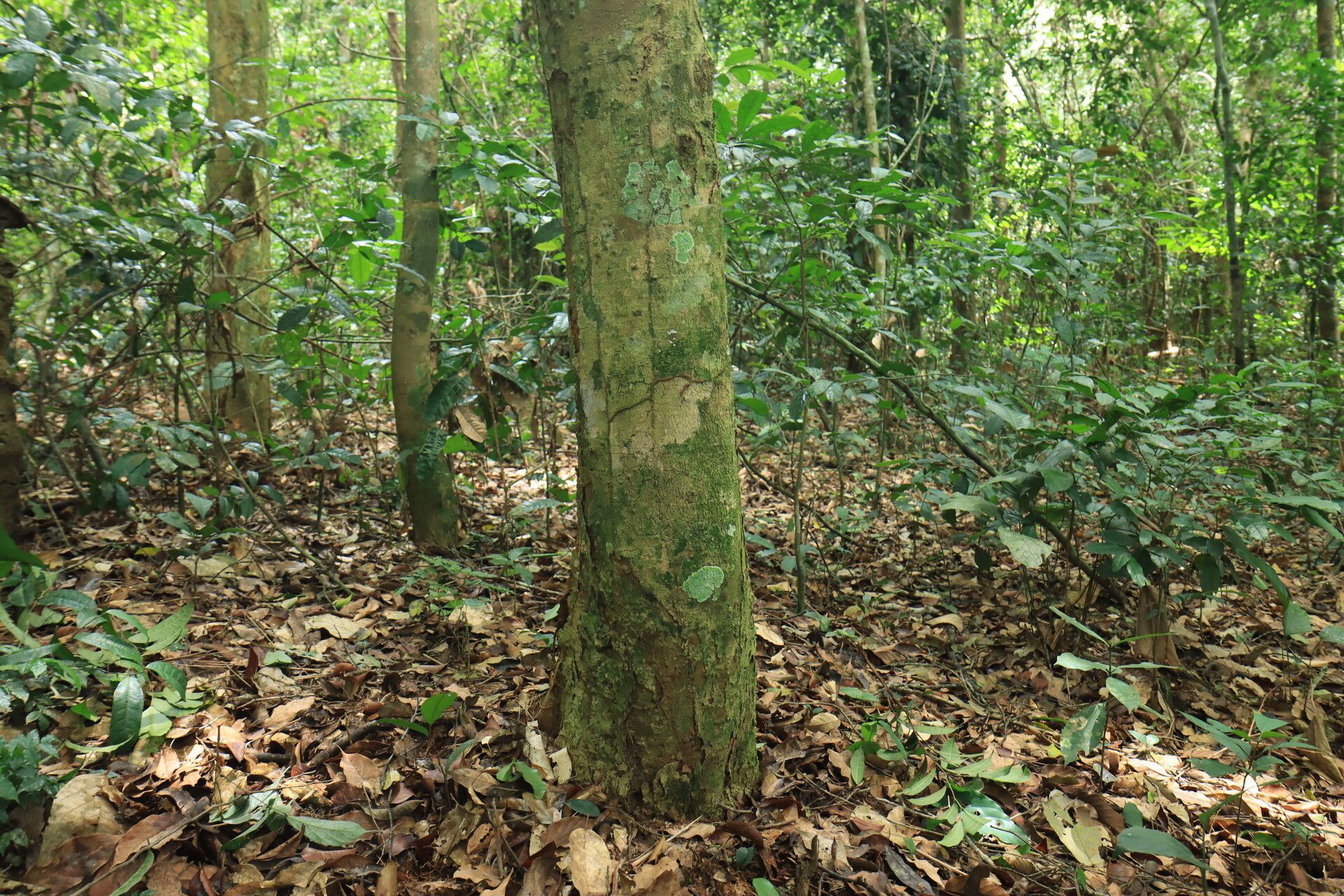 Baphia leptobotrys bark