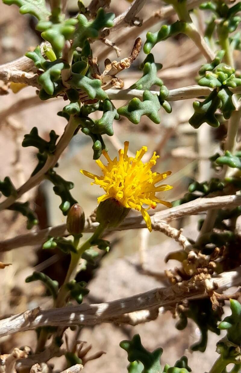 Senecio viridis flower