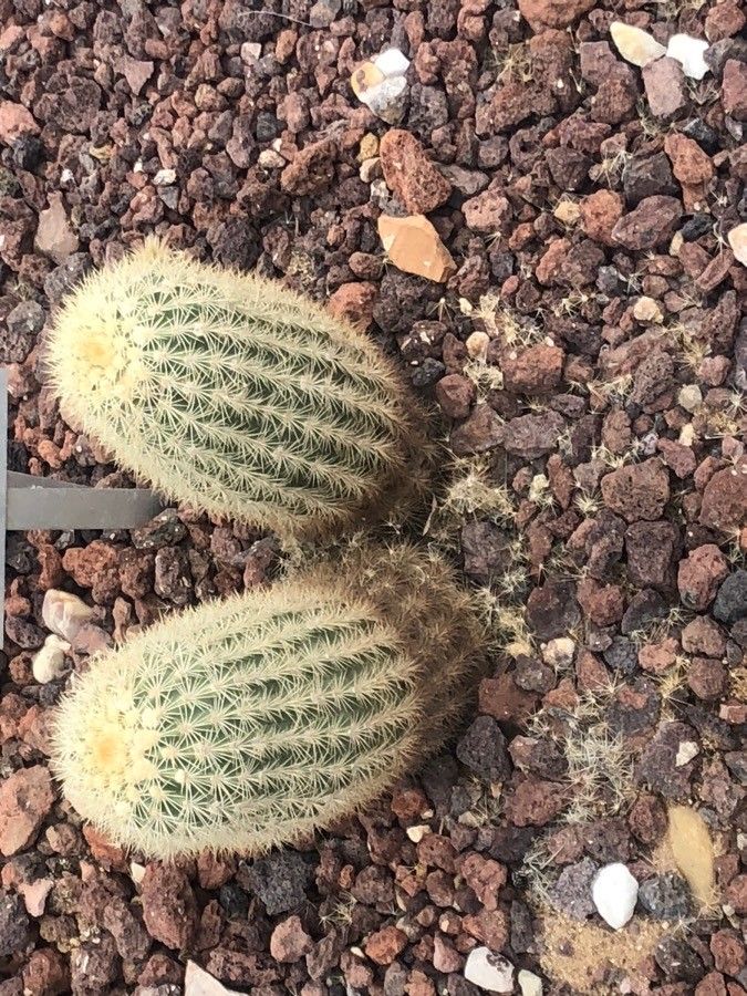 Echinocereus websterianus — search result for 'Echinocereus'