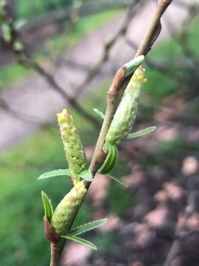 Salix eleagnos flower