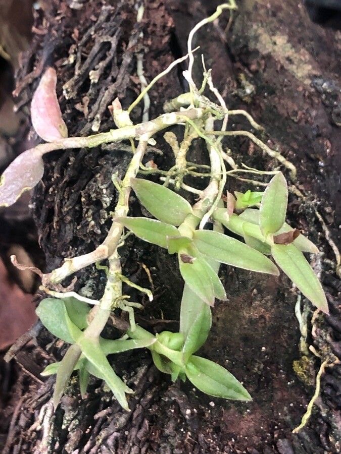 Epidendrum peperomia — search result for 'Epidendrum'