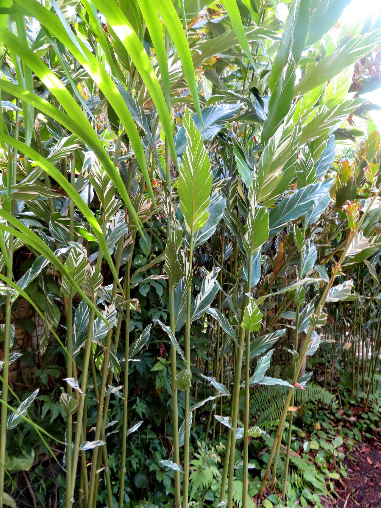 Alpinia vittata habit