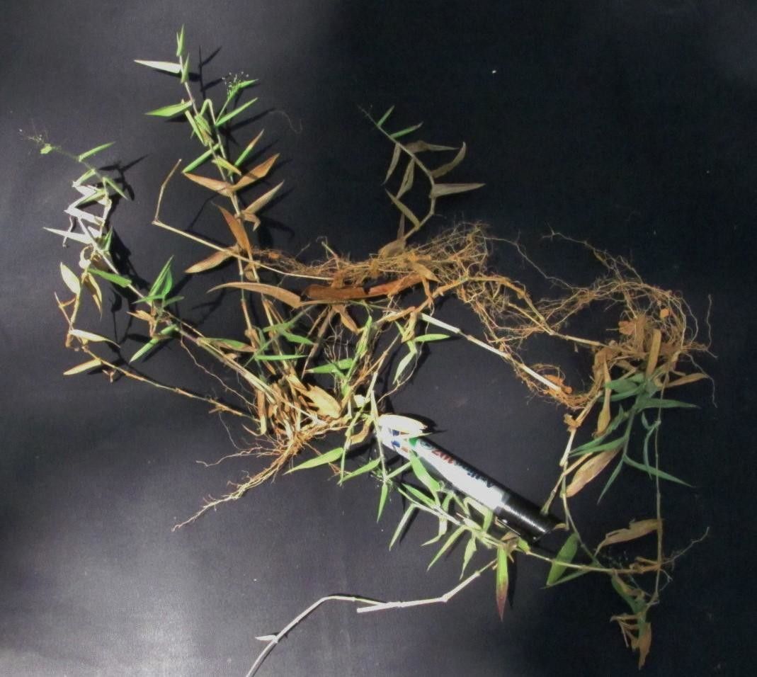 Panicum haenkeanum — houseplant care guide