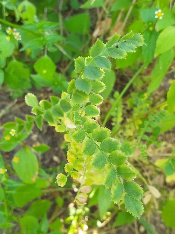 Cicer arietinum leaf