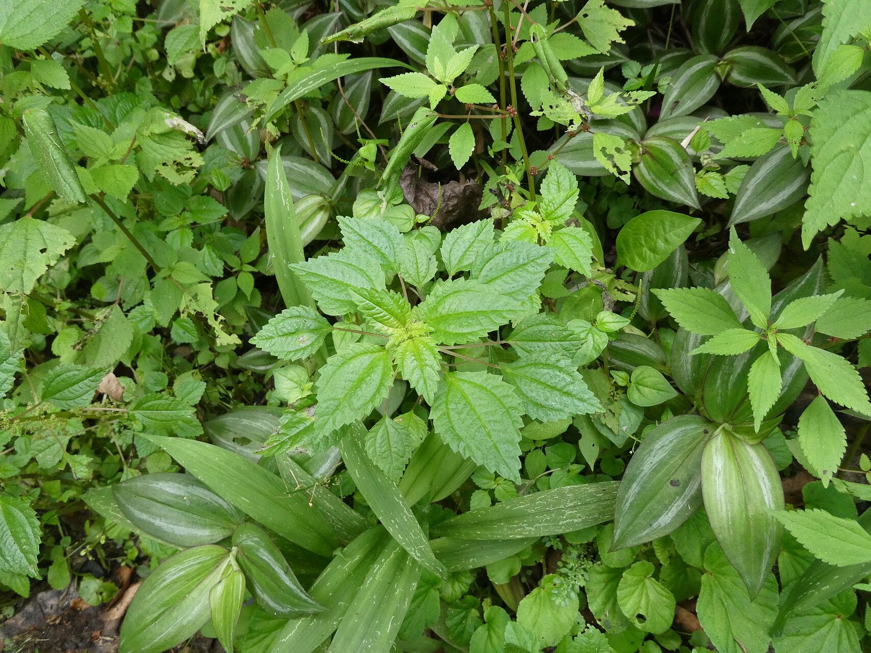 Pilea hyalina — search result for 'Pilea'
