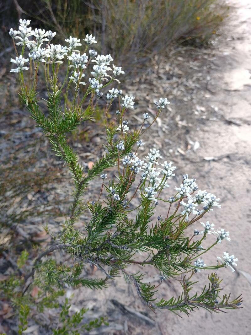Conospermum ericifolium habit