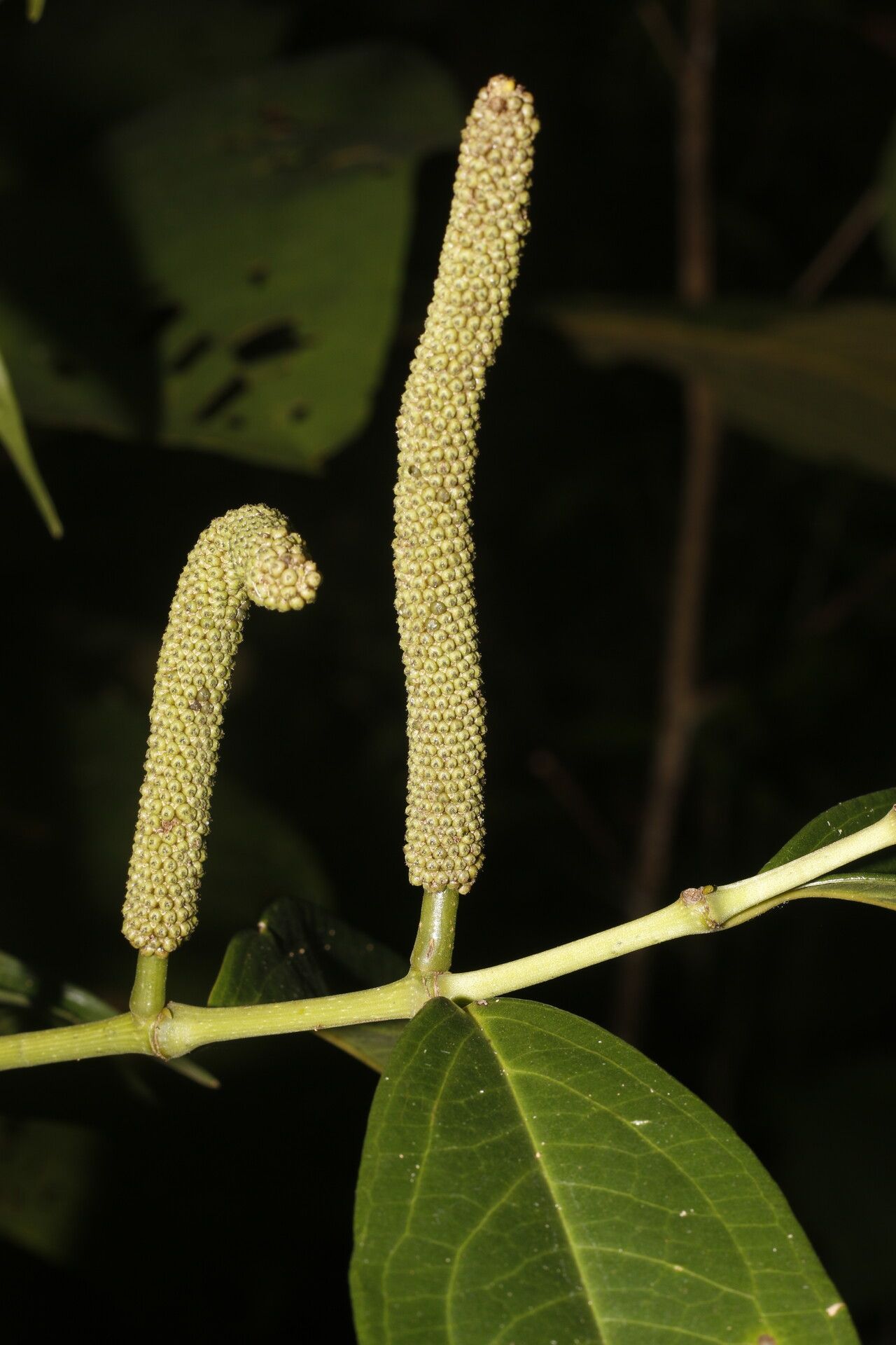 Piper trinervium fruit