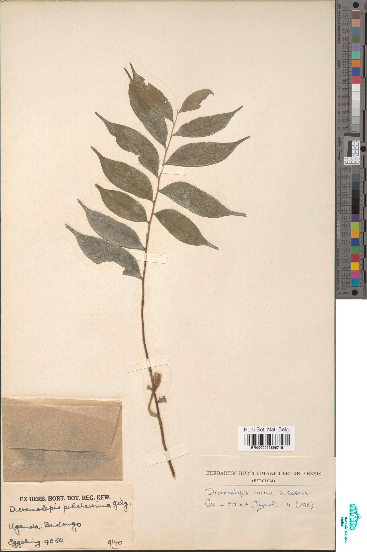 Dicranolepis incisa — houseplant care guide