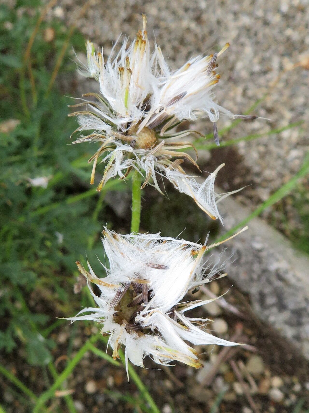 Senecio asperulus flower