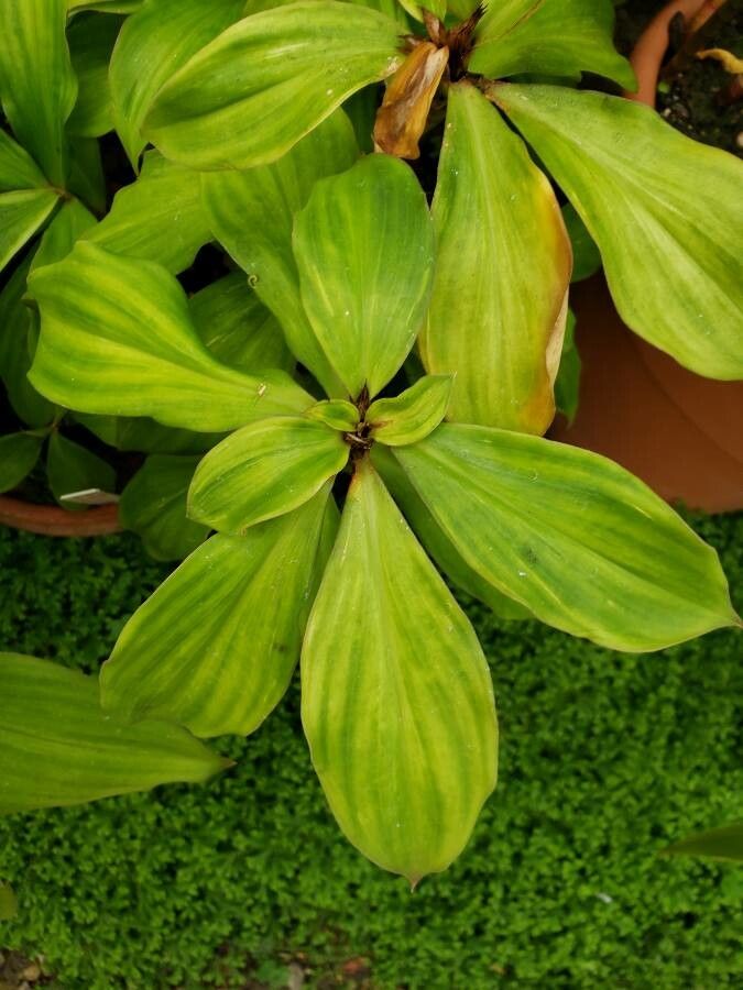 Chamaecostus cuspidatus leaf