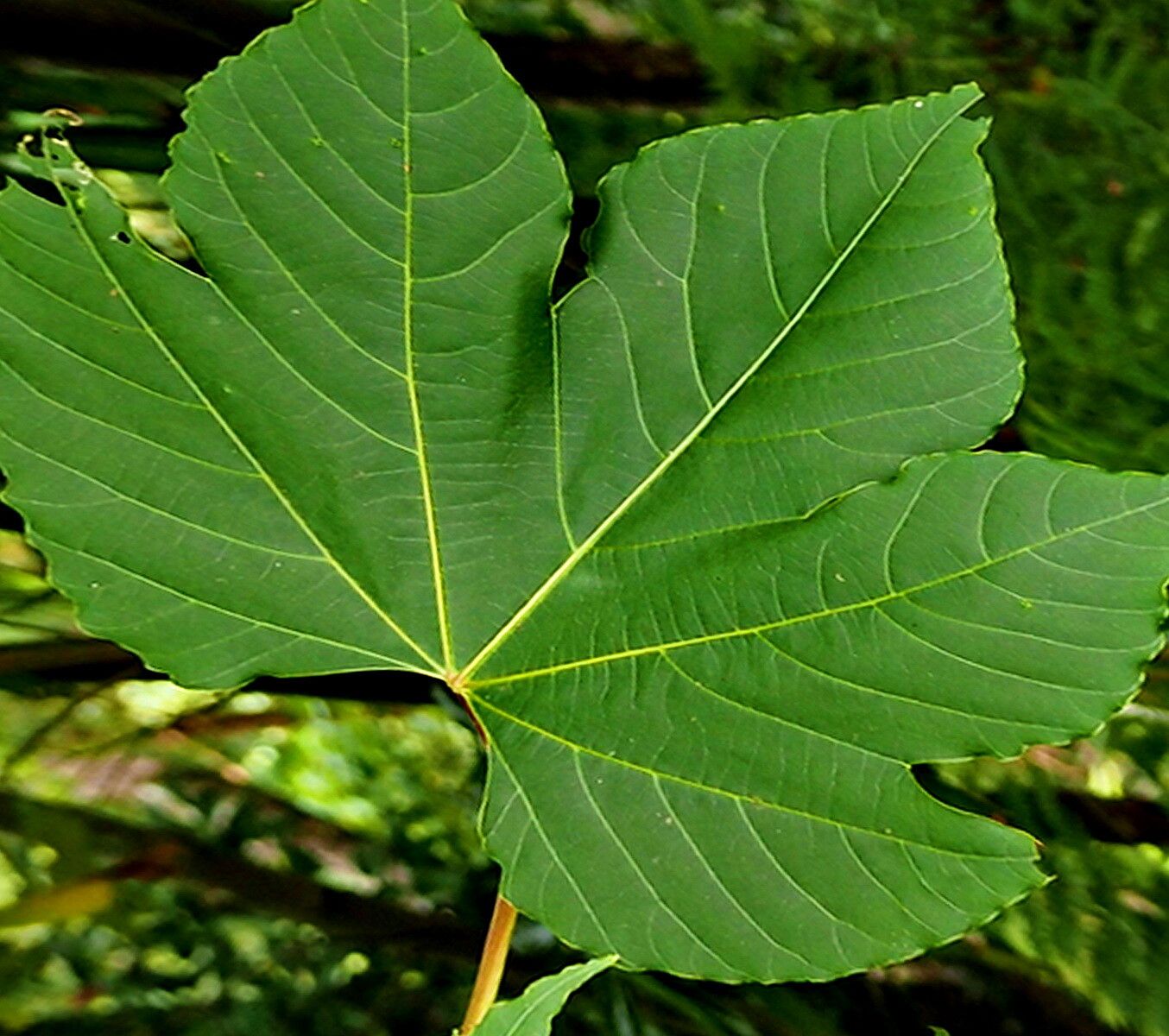 Vernicia cordata — related species from the same genus