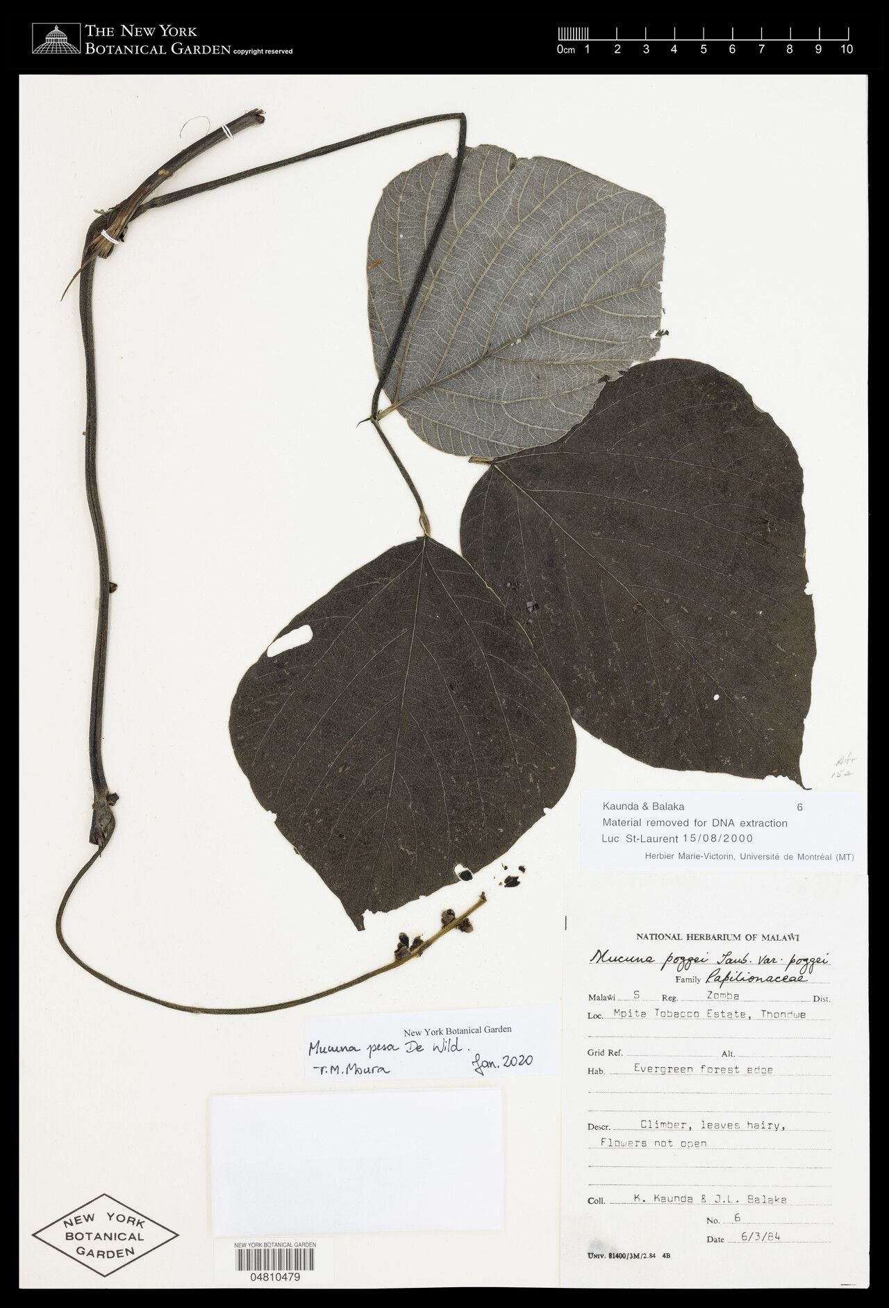 Mucuna pesa — search result for 'Mucuna'