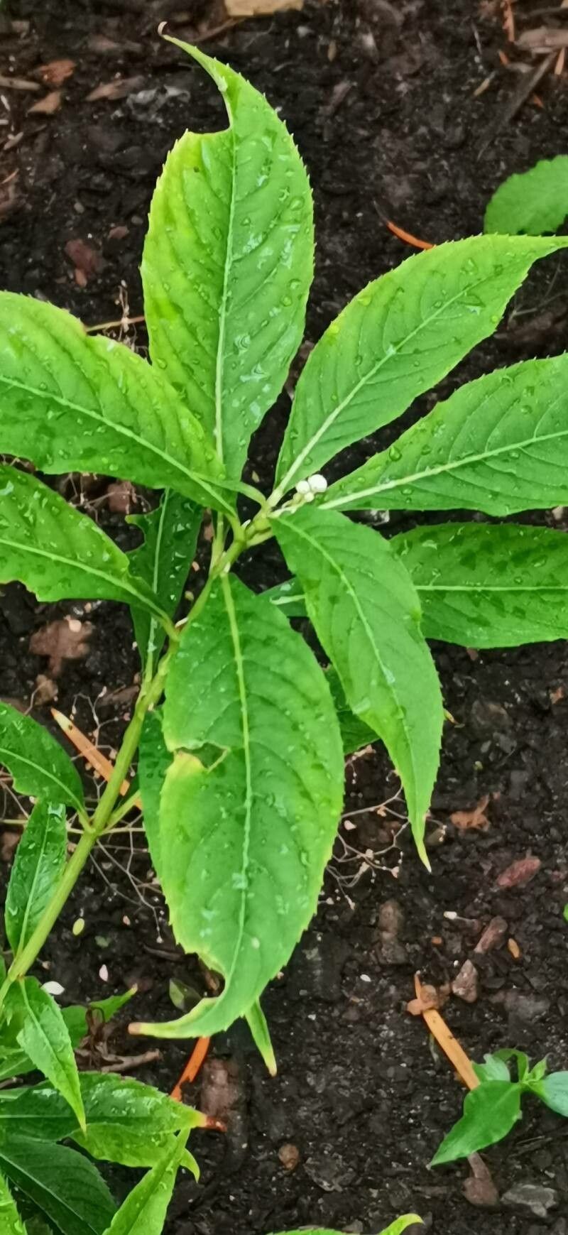 Hydrangea platyarguta habit