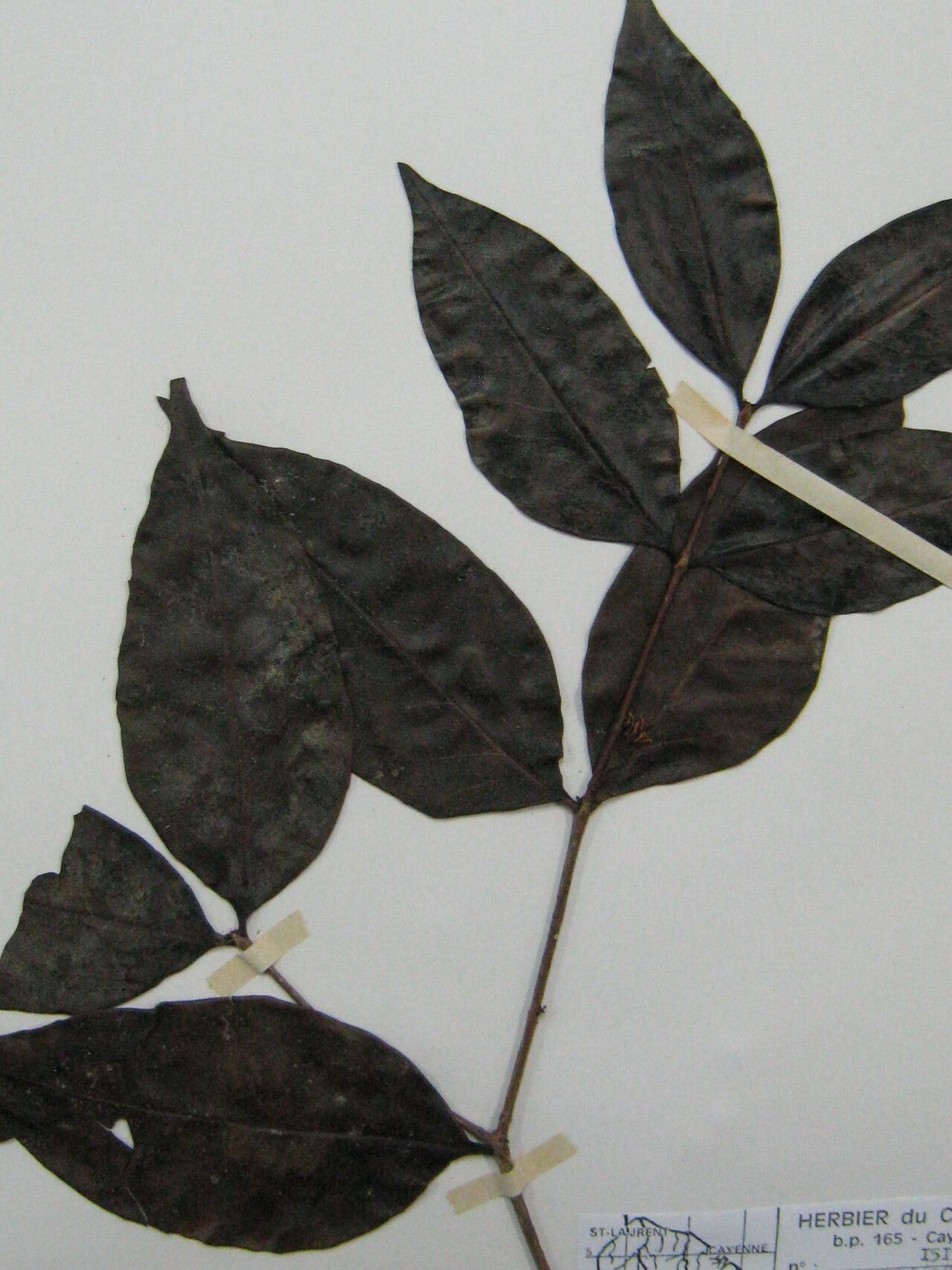 Mouriri vernicosa other