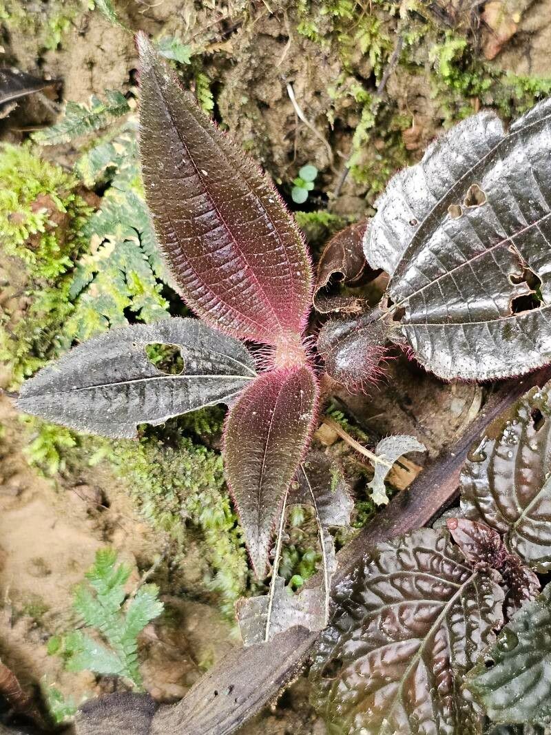 Miconia formicosetosa leaf