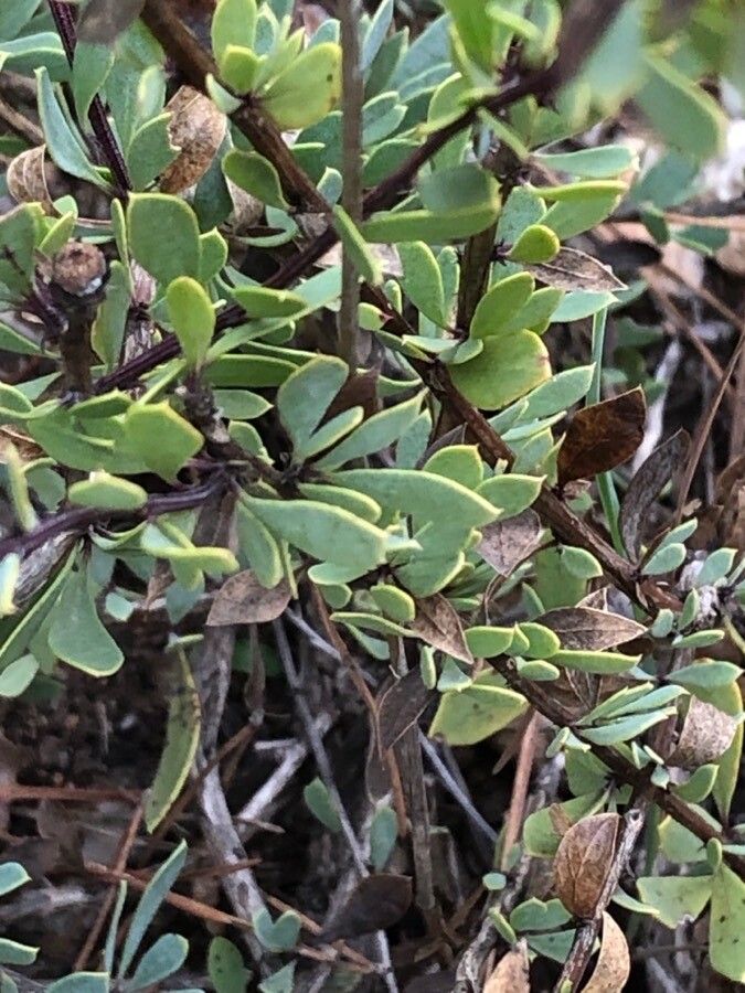 Globularia alypum leaf