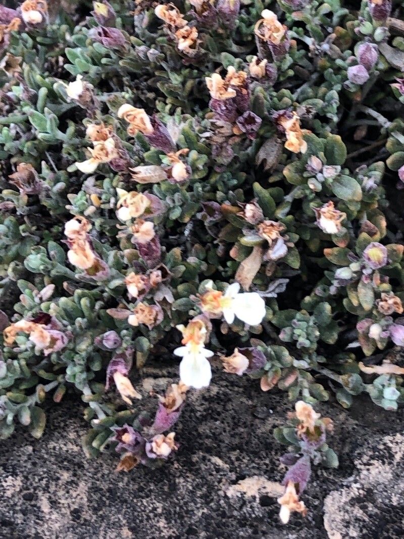 Teucrium thymifolium flower