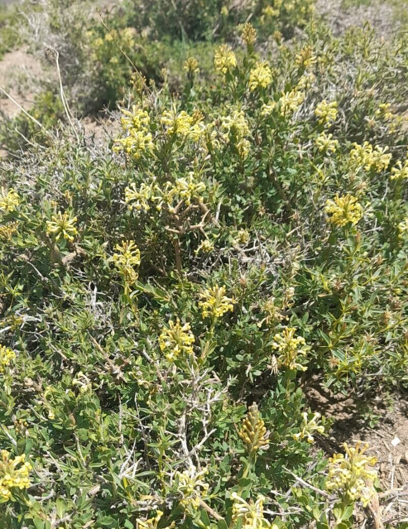 Mulguraea ligustrina habit