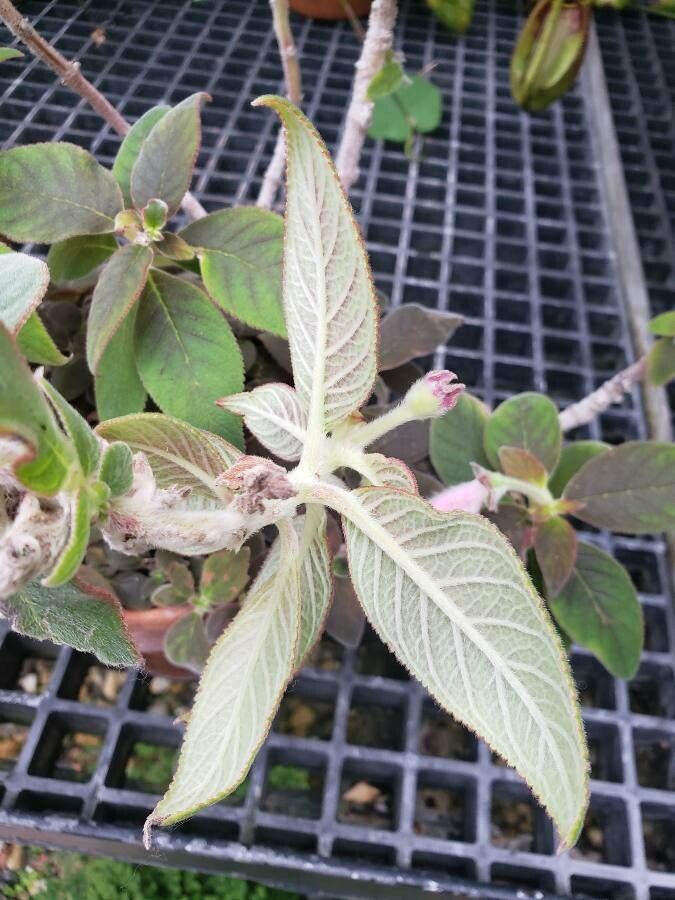 Kohleria hirsuta leaf