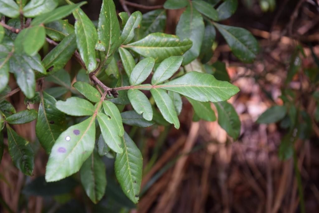 Cunonia × alticola habit