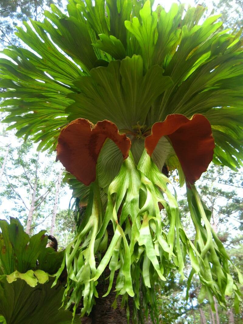 Platycerium superbum flower