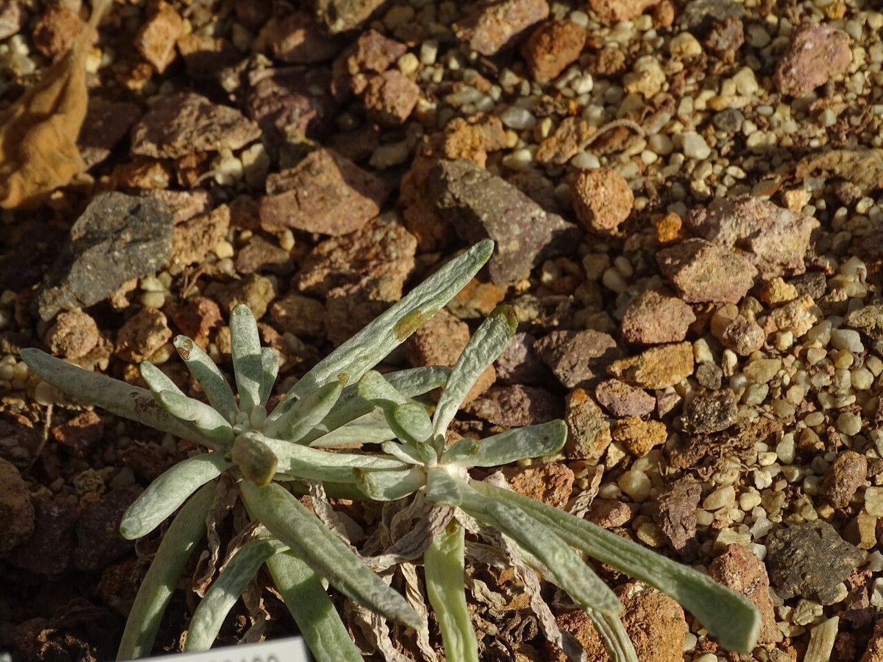 Senecio vestitus — houseplant care guide