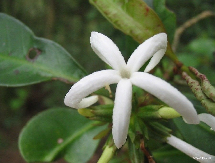 Psychotria macroglossa — houseplant care guide