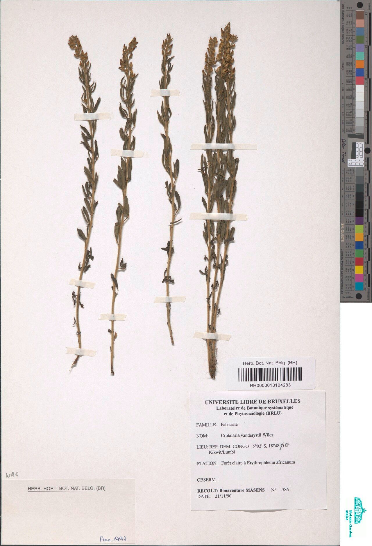 Crotalaria vanderystii — houseplant care guide