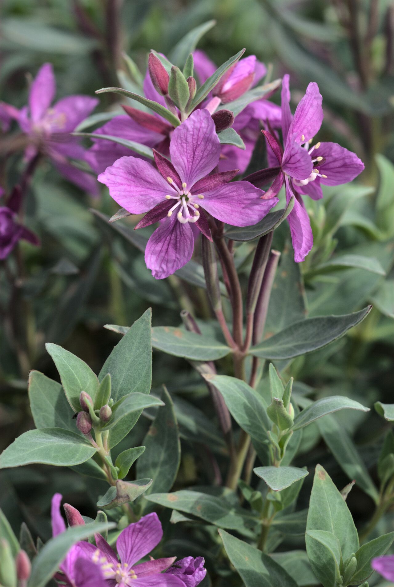Epilobium latifolium