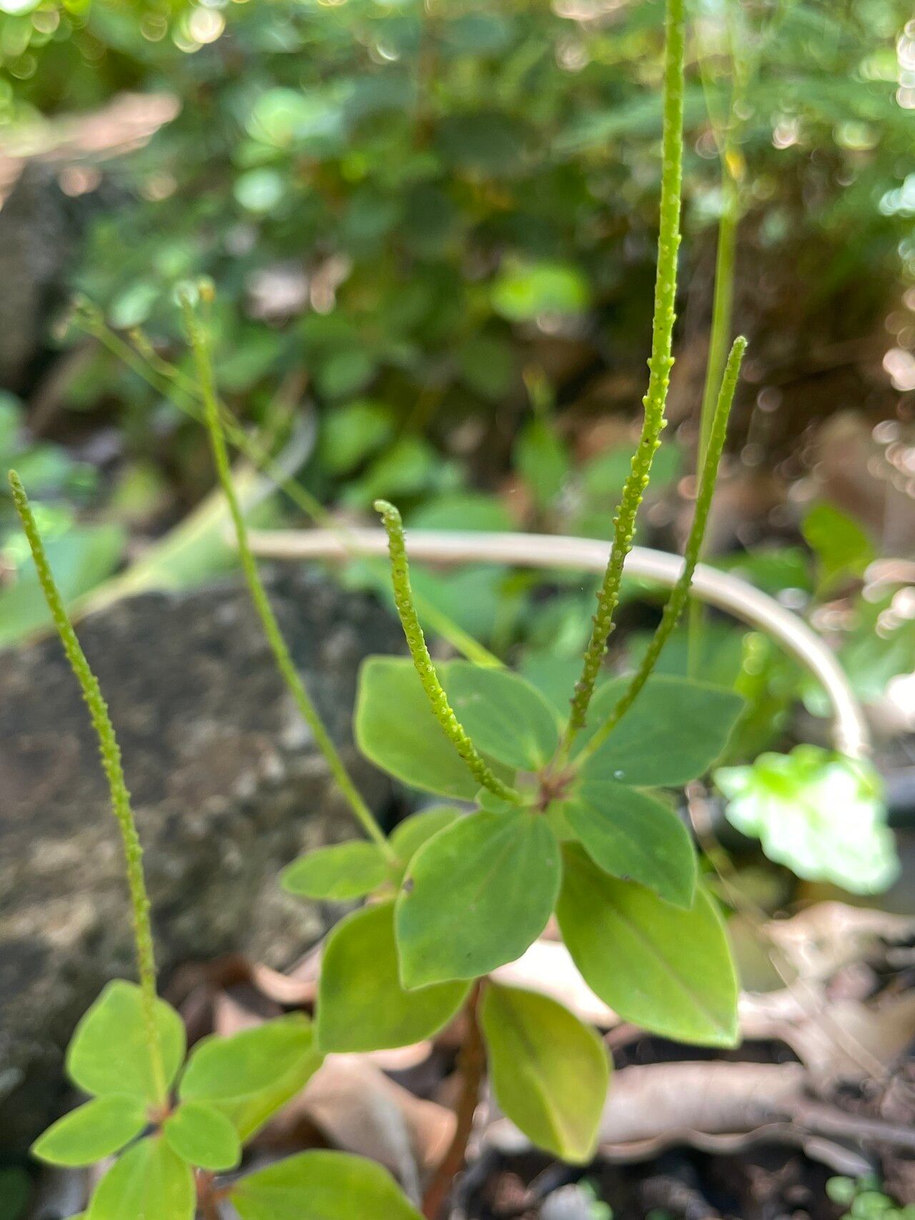 Peperomia leptostachya habit