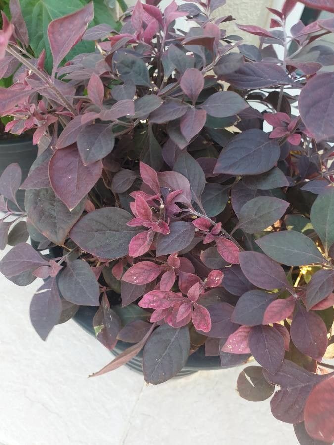 Iresine lindenii leaf