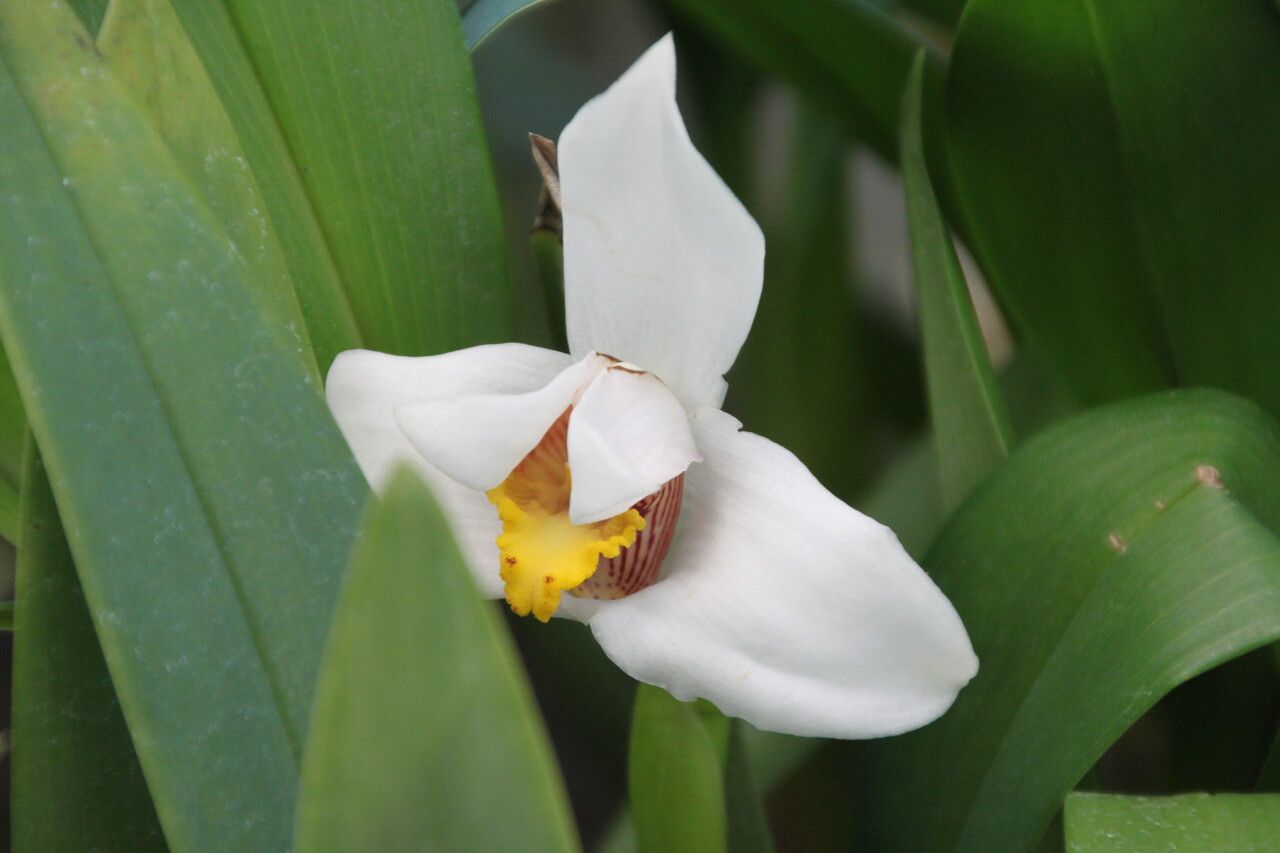 Maxillaria grandiflora — search result for 'Maxillaria'