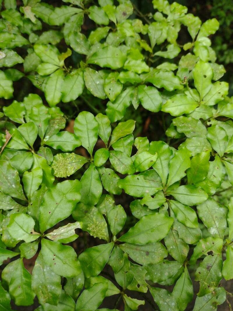 Psychotria biaristata leaf
