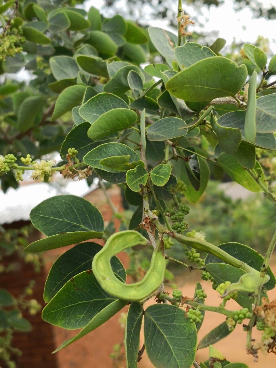 Pithecellobium dulce