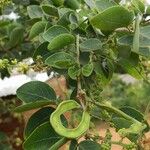 Pithecellobium dulce