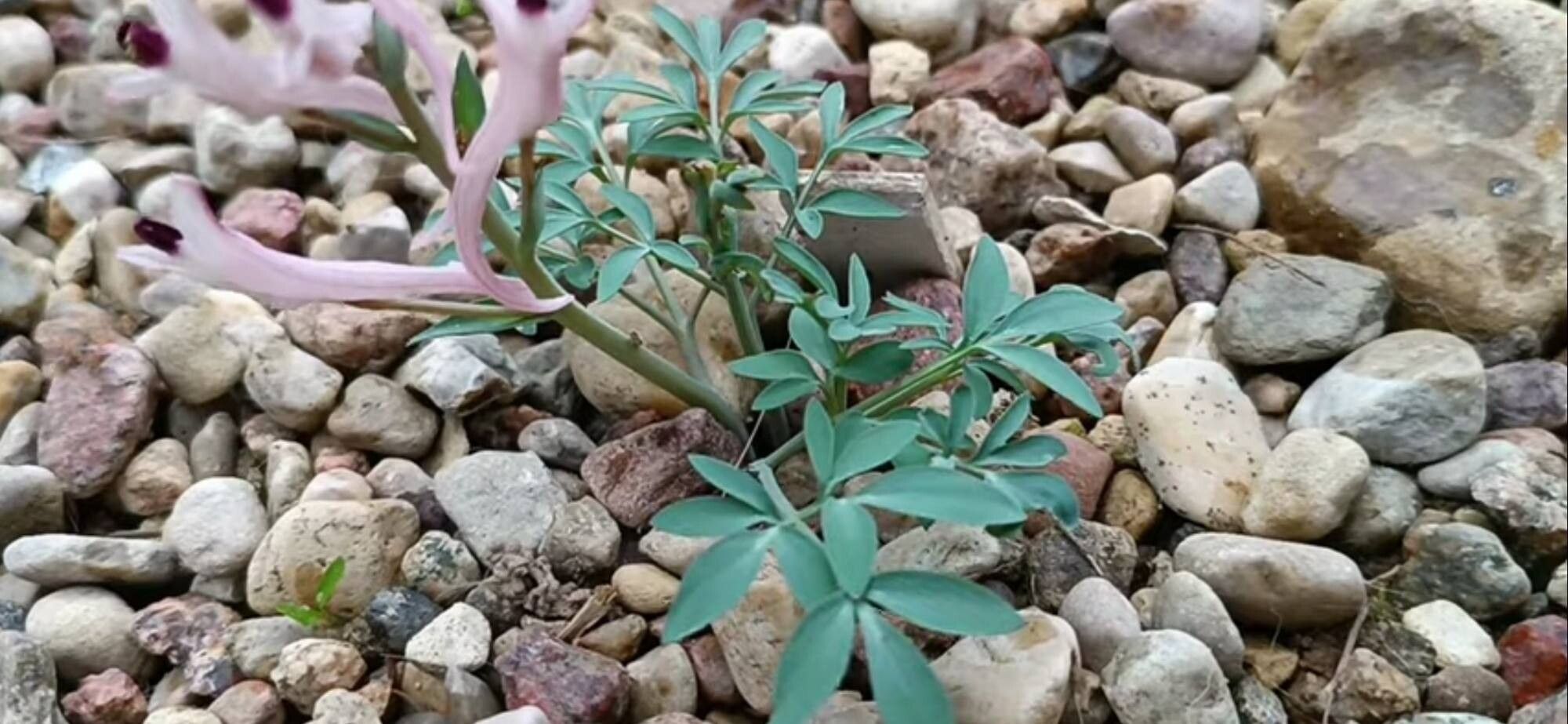 Corydalis schanginii — houseplant care guide