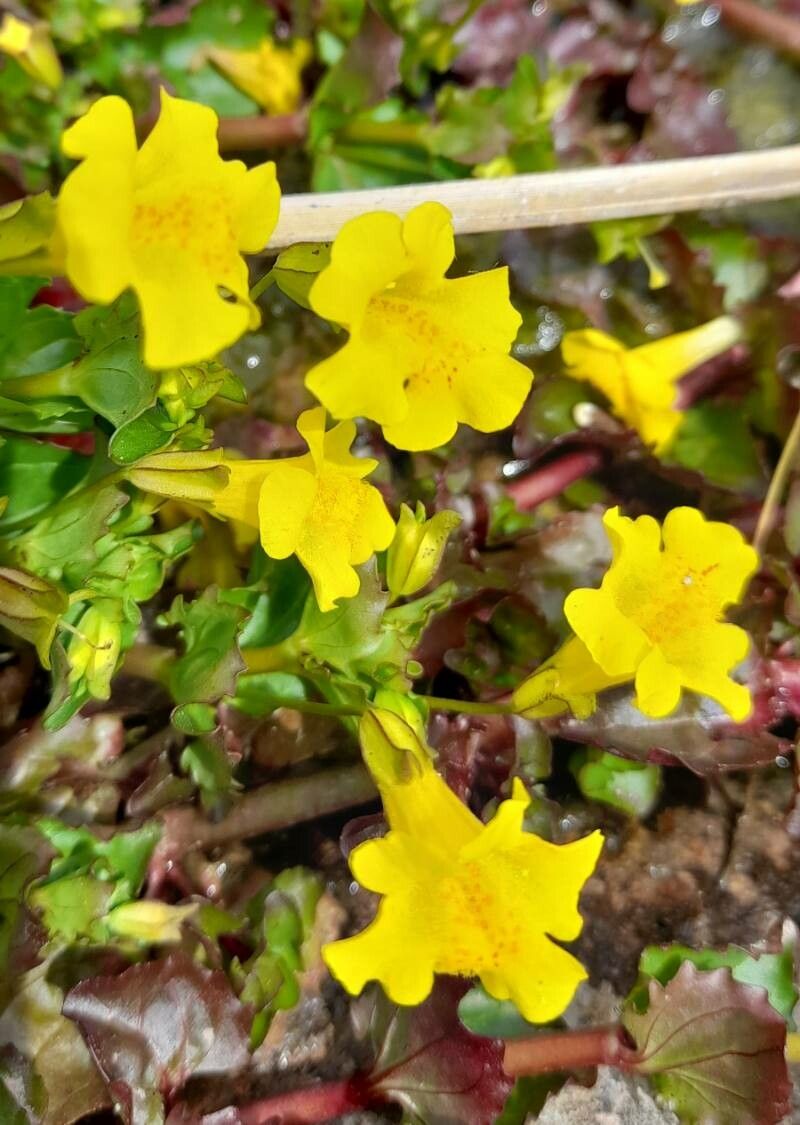 Mimulus glabratus flower