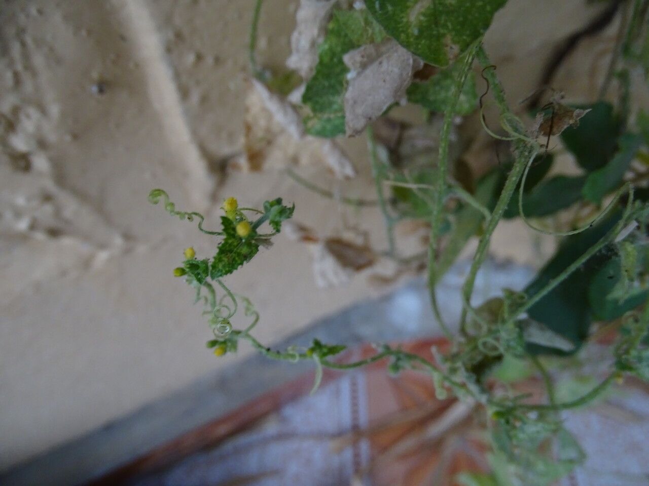 Cucumis maderaspatanus flower