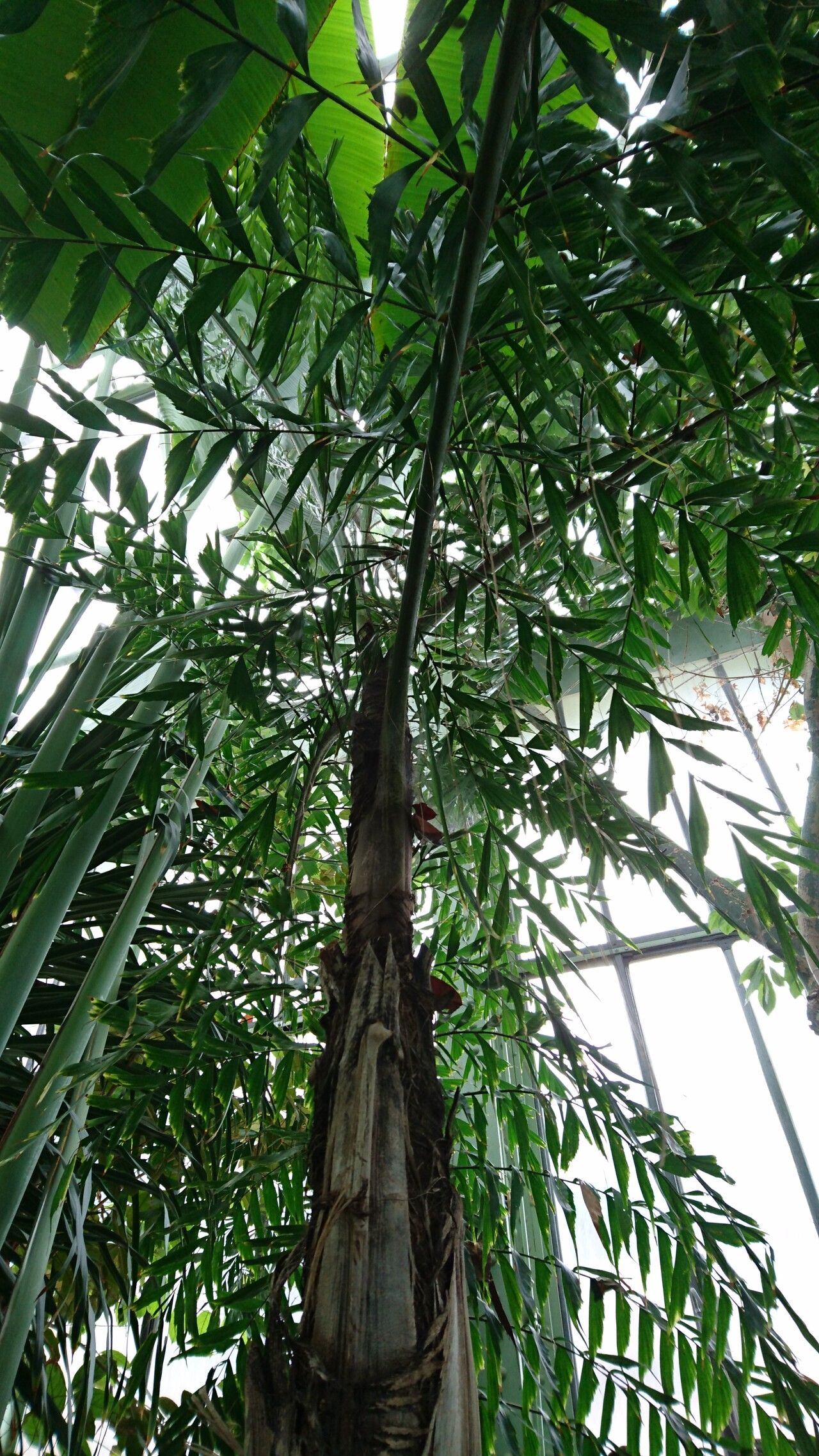 Caryota cumingii bark