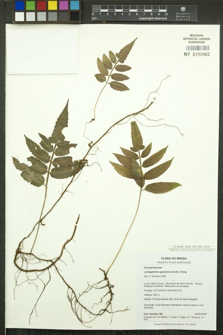 Mickelia guianensis other