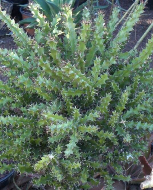 Euphorbia wakefieldii habit