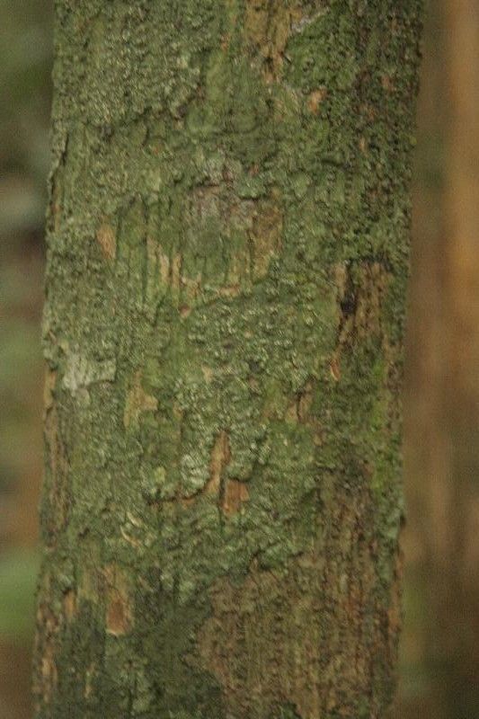 Lecythis poiteaui bark