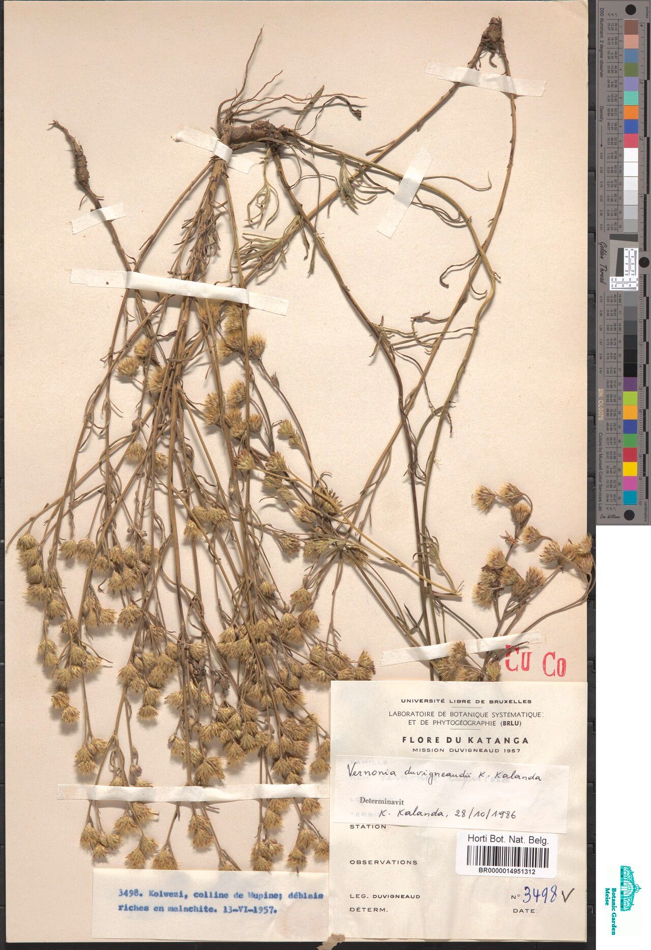 Vernonia duvigneaudii — houseplant care guide