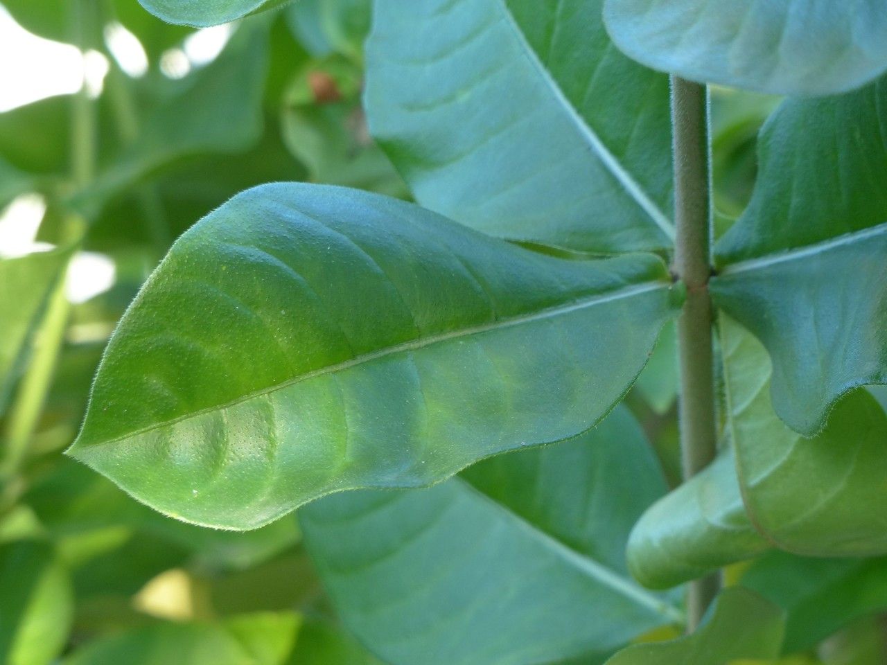Allamanda blanchetii
