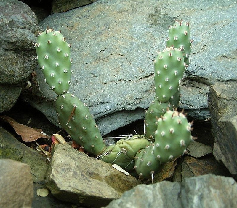 Opuntia pinkavae — houseplant care guide