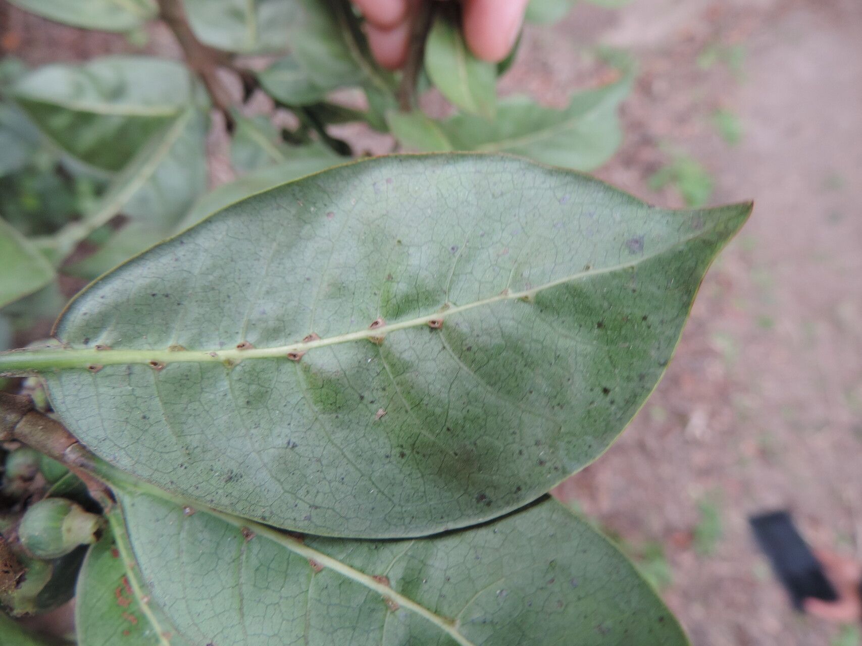 Psychotria mahonii leaf