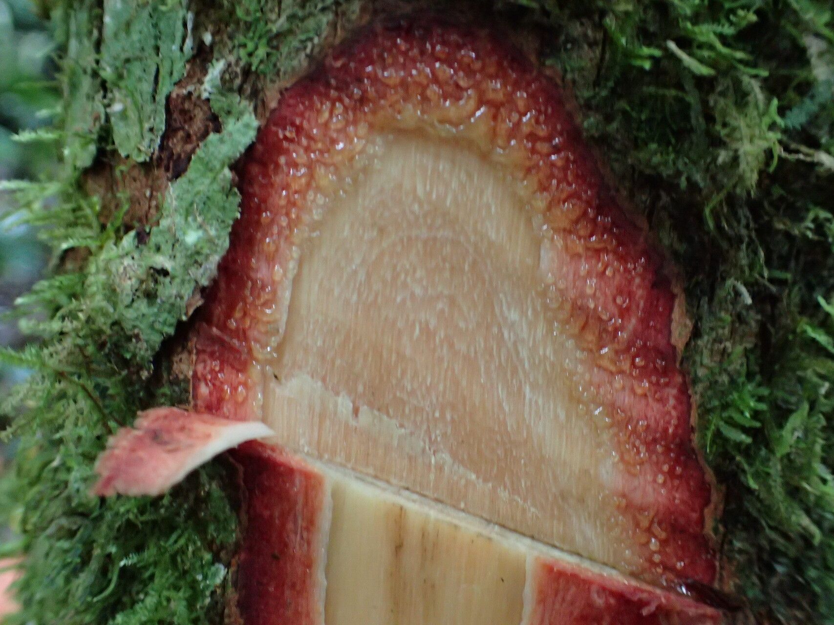 Garcinia conrauana bark