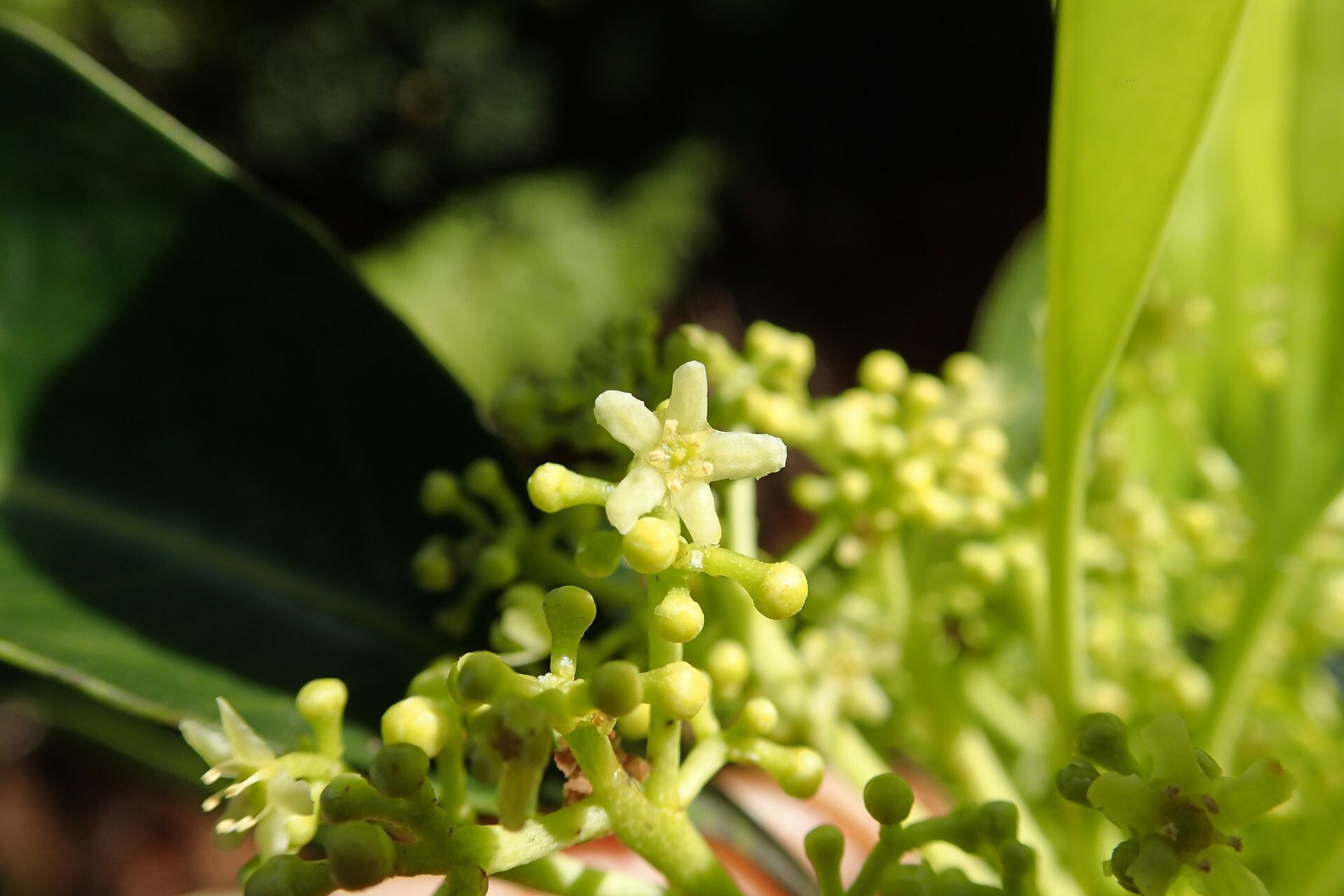 Elaeodendron cunninghamii flower