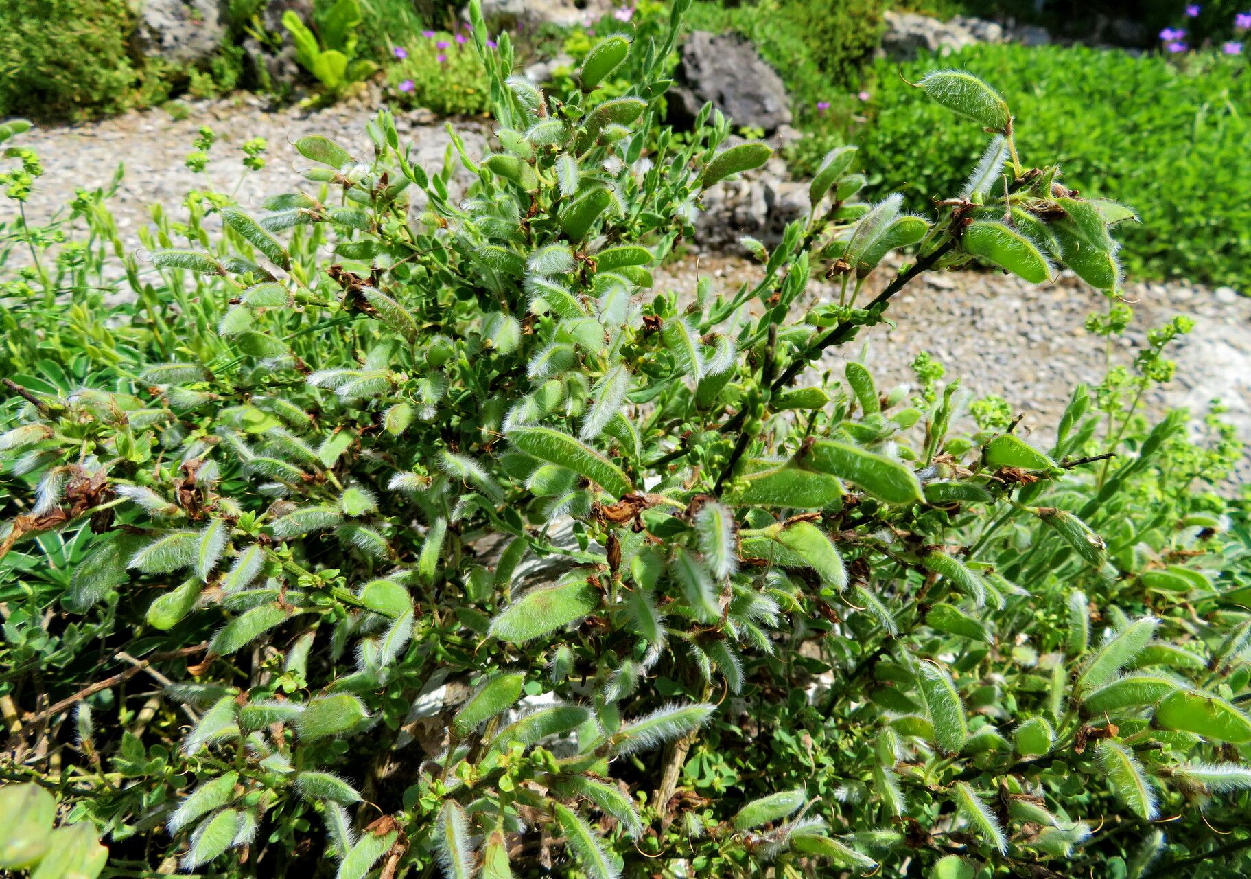 Cytisus agnipilus habit